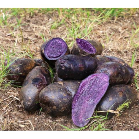 福瑞达新鲜蔬菜黑紫色小土豆洋芋马铃薯农家...